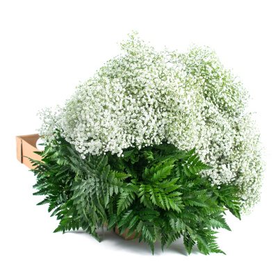 Preserved Baby's Breath Flowers, 50stems (Bulk Bundle)