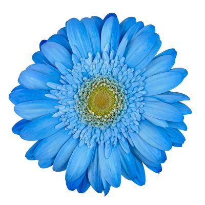 Gerbera Daisies Tinted Blue 80 Stems Sam S Club