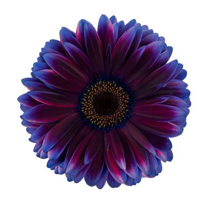 Gerbera Daises - Tinted - Blue & Purple (80 Stems) - Sam’s Club