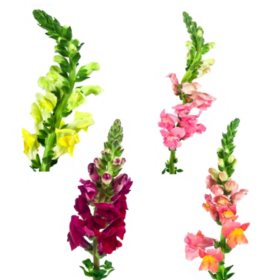 Member's Mark 50cm Snapdragons, Assorted Colors (100 stems)