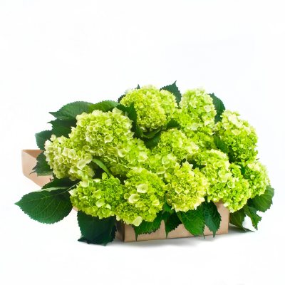 Mini Hydrangeas - Green - 30 Stems - Sam's Club