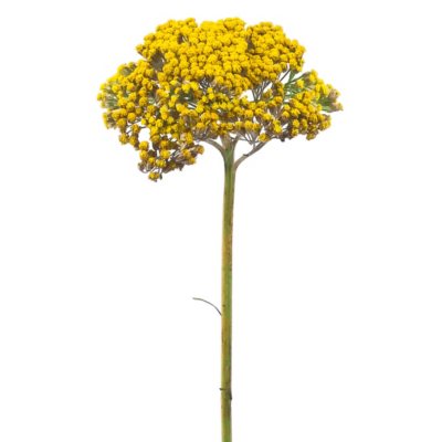 Yellow Yarrow Flower 120 Stems Sam S Club