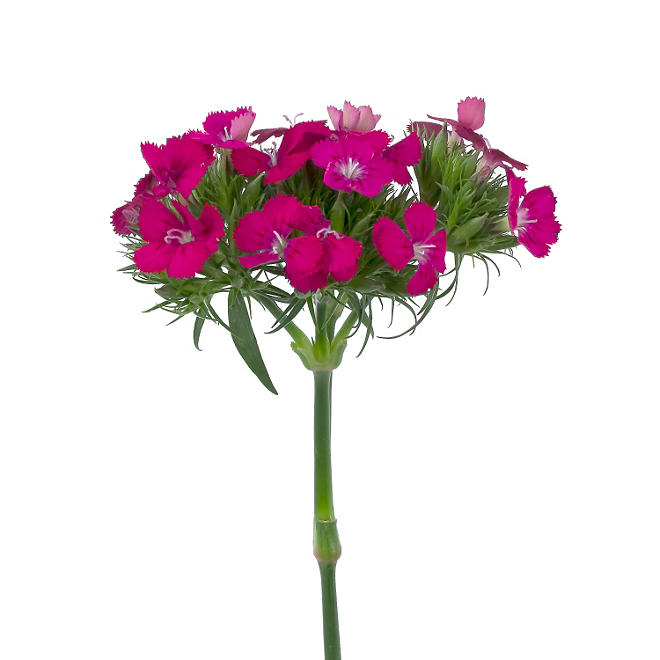 Dianthus Flowers, Pink (100 stems)
