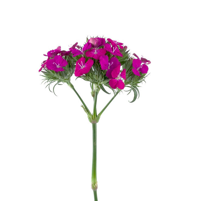 Dianthus Flowers, Purple (100 stems)
