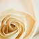 White Rose, variant on Member's Mark Wedding Collection Bridesmaid Bouquets, choose color and quantity