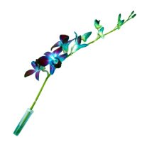 Orchids, Tinted Blue (70 stems)