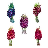 Orchids, Assorted Tinted Colors (70 stems)
