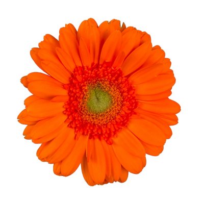 Gerbera Daisy, Tinted Pomelo (100 stems) - Sam's Club