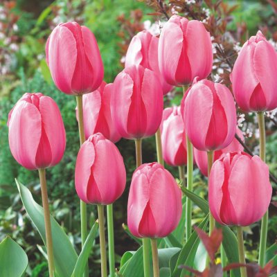 Tulip Pink Impression - 60 Bulbs - Sam's Club