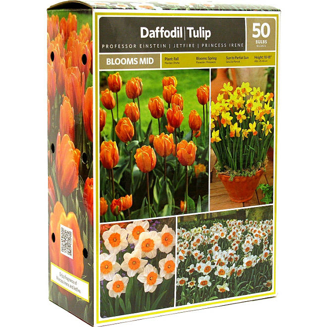 Daffodil/Tulip - Package of 50 Dormant Bulbs