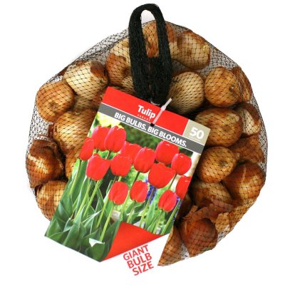 Tulip Parade Package Of 50 Dormant Bulbs Sam S Club