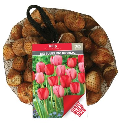 Tulip Impression Blend Package of 50 Dormant Bulbs Sam's Club