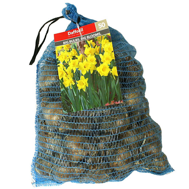 Daffodil Yellow Trumpet - Package of 50 Dormant Bulbs