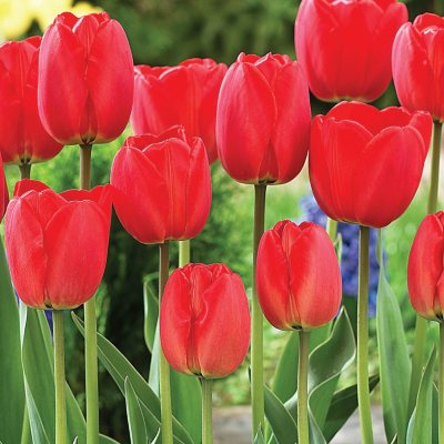 Tulip Parade - Bag of 50 Bulbs - Sam's Club