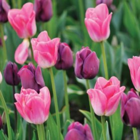 Tulip Purple/Pink Blend - Bag of 40 Bulbs