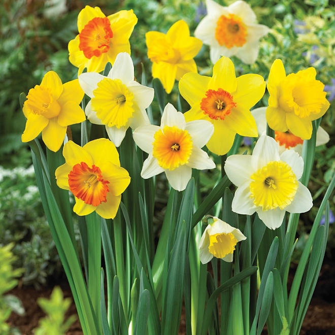 Daffodil Mix - Bag of 50 Bulbs