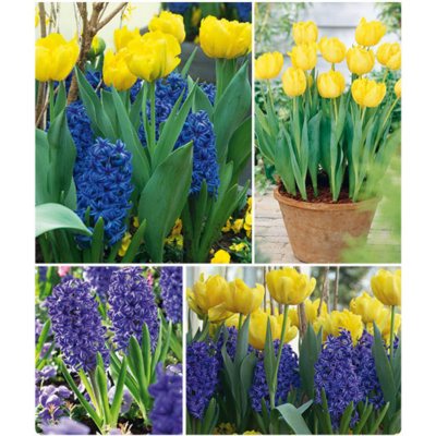 HYACINTH/TULIP 40 DORMANT BULBS Sam's Club
