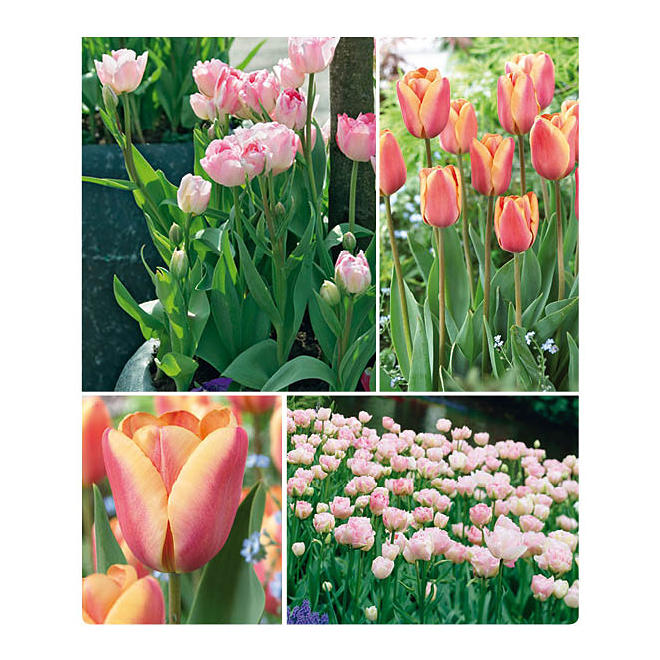 Apricot Foxx and Angelique Tulips - 40 dormant bulbs