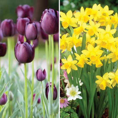 Tulip and Narcissus Combo 40 dormant bulbs Sam's Club
