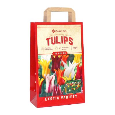 Tulip Lily Flowering Mix Package of 36 Dormant Bulbs Sam's Club
