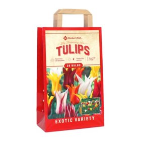 Tulip Lily Flowering Mix - Package of 36 Dormant Bulbs