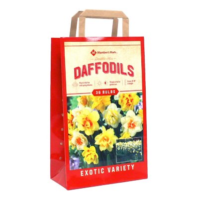 Daffodil Double Mix Package of 36 Dormant Bulbs Sam's Club