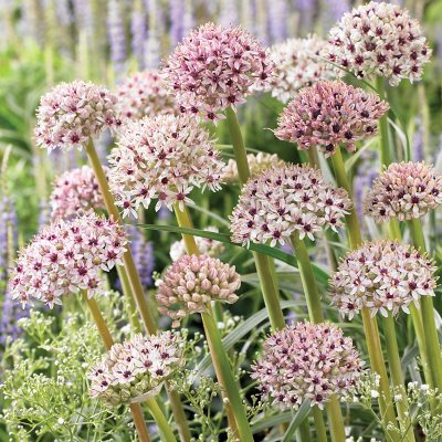 Allium Collection - Package of 45 Dormant Bulbs - Sam's Club