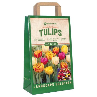 Tulip Double Early Mix Package of 42 Dormant Bulbs Sam's Club