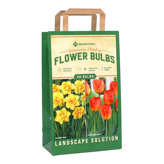 Daffodil/Tulip Companion Planting