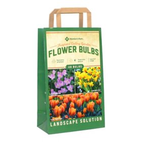 Fragrant Cutting Garden - Package of 48 Dormant Bulbs
