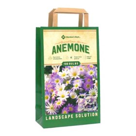 Anemone Blanda Mix - Package of 100 Dormant Bulbs