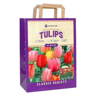 Tulip Pastel Mix Package of 45 Dormant Bulbs Sam's Club