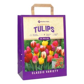 Tulip Long-Stemmed Mix - Package of 45 Dormant Bulbs