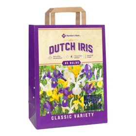 Dutch Iris Mix - Package of 85 Dormant Bulbs