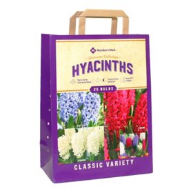 Hyacinth American Collection - Package of 25 Dormant Bulbs