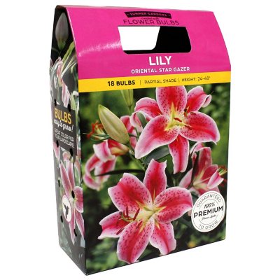 Tribal Dance Lily - 3 Bulbs 14/16 cm - Yellow with Peachy