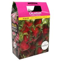 Caladium Florida Cardinal - Package of 36 Dormant Bulbs