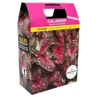Caladium Carolyn Whorton - 36 dormant bulbs