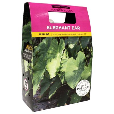 Elephant Ear Bulbs - Sam's Club