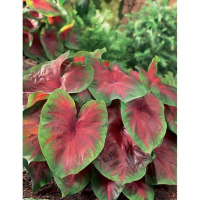 Caladium Buck Package of 40 Dormant Bulbs Sam's Club