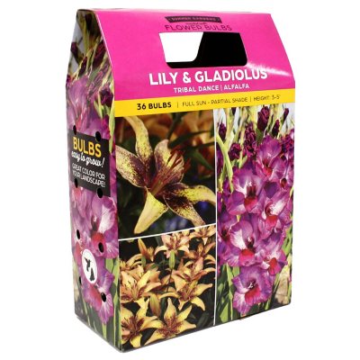 Lilium/Gladiolus, 36 Bulbs Sam's Club