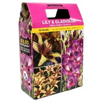 Lilium/Gladiolus, 40 Bulbs