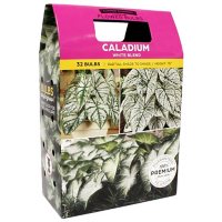 Caladium White Blend, 36 Dormant Bulbs