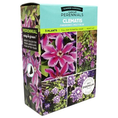 Clematis Combo Sam S Club