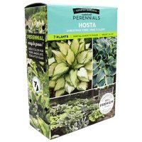 Hosta Christmas Tree/Paul's Glory - Package of 8 Dormant Plants