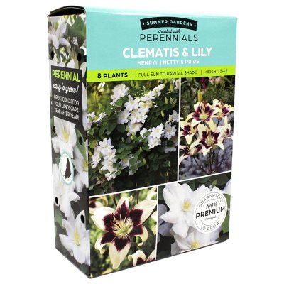 Clematis/Lillium Flowers Pack of 8 Bulbs Sam's Club