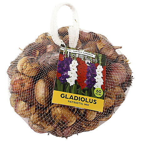 Super Colorful My Love Large Gladiolus Bulbs Check our Store 2 Lg Flowering 