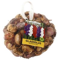 Patriotic Mix Gladiolus - 75 Dormant Bulbs