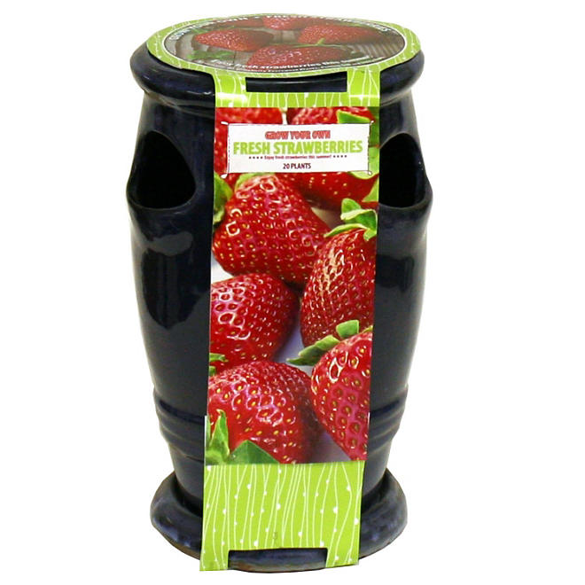 Strawberry/Herb Planter