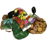 Assorted Bagged Spring Bulbs